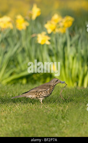 Mistle Thrush collecting nest material with daffodils in the background Stock Photo