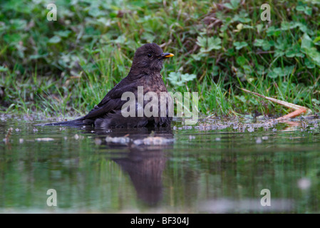 Blackbird Turdus merula bathing Stock Photo
