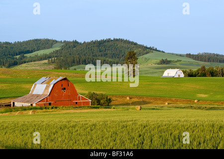 Agriculture - Red and white barns surrounded by green wheat fields in the Palouse Region / near Potlatch, Idaho, USA. Stock Photo