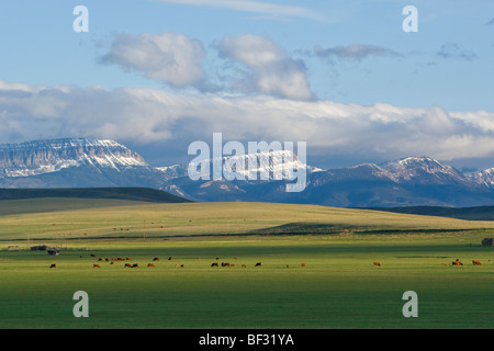 Beef cattle graze on healthy lush spring grass with the Sawtooth Ridge in the background / near Augusta, Montana, USA. Stock Photo