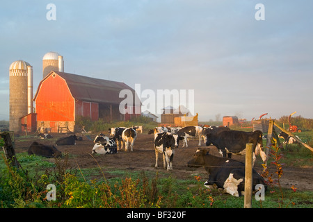 Livestock - Holstein dairy cows rest outside a red dairy barn in early morning sunrise light / near Boyd, Montana, USA. Stock Photo