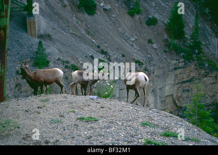 Mountain Goats Grazing Wildflowers Under a Bridge on The Ice Field Parkway, Alberta, Canada Stock Photo