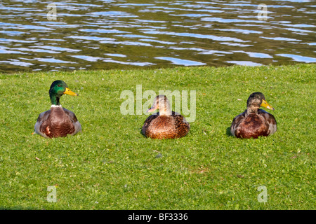 Three Mallard ducks, Anas platyrhynchos Stock Photo