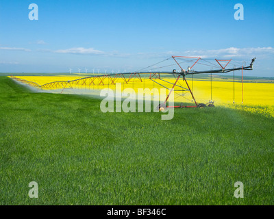 A center pivot irrigation system crossing from a blooming canola field to an adjoining cereal grain field / Alberta, Canada.