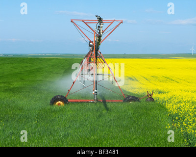 A center pivot irrigation system crossing from a blooming canola field to an adjoining cereal grain field / Alberta, Canada.