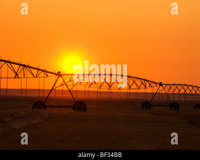 Agriculture - Center pivot irrigation system silhouetted at sunrise on a hay field / Alberta, Canada. Stock Photo