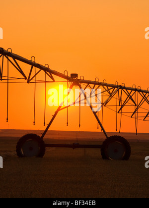 Agriculture - Center pivot irrigation system silhouetted at sunrise on a hay field / Alberta, Canada. Stock Photo