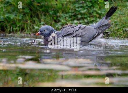 Wood Pigeon Columba palumbus bathing splash water Stock Photo
