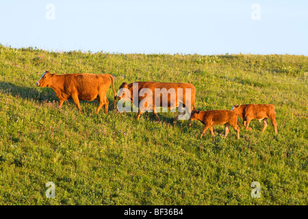 Livestock - Red Angus bull chasing a red Angus cow coming into heat, followed by two calves / Alberta, Canada. Stock Photo