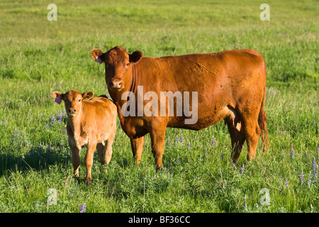 Livestock - Red Angus cow and calf on a green pasture / Alberta, Canada. Stock Photo