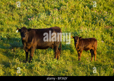 Livestock - Black Angus cow and calf on the slopes of a green pasture at sunrise / Alberta, Canada. Stock Photo