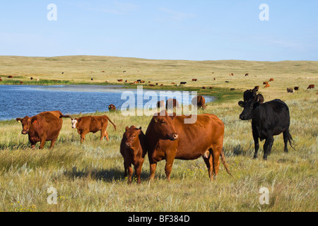 Livestock - Mixed breeds of beef cows and calves on native prairie along the edge of a prairie lake / Alberta, Canada. Stock Photo