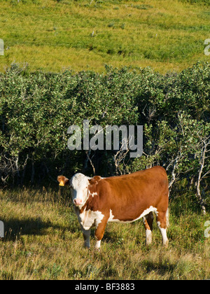 Livestock - Hereford heifer on native mountain rangeland / Alberta, Canada.