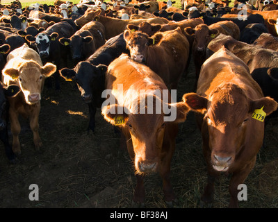 Livestock - Mixed breed beef cattle feeding on silage at a feedlot ...