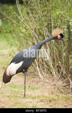 West African, Black or Black-necked Crowned Crane (Balearica pavonina). Standing on one leg, resting the other. Stock Photo