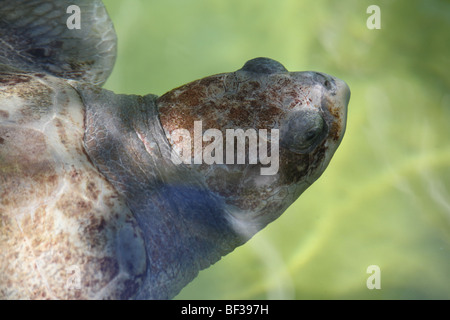 Sea Turtle Stock Photo