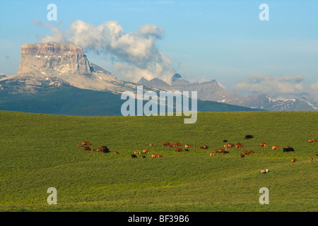 Mixed breed cows and calves grazing on a green foothill pasture with the Canadian Rockies in the background / Alberta, Canada.