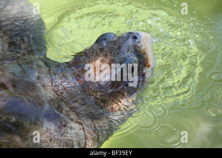 Sea Turtle Stock Photo