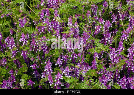 A fodder vetch, Vicia villosa, growing in Greece. Stock Photo