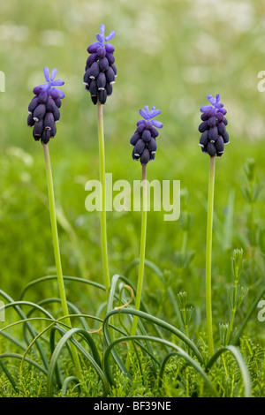 A small Grape Hyacinth Muscari botryoides on Mount Parnassus, Greece. Stock Photo