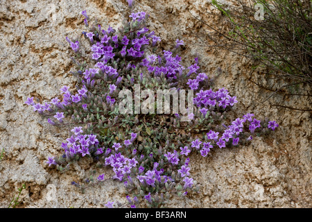 An endemic bellflower Campanula topaliana ssp. delphica on limestone cliff, Mount Parnassus, Greece Stock Photo