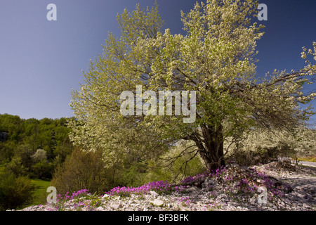 Large St Lucie Cherry tree Prunus mahaleb in blossom, over a greek annual stock Malcolmia angulifolia in the Vikos Gorge Greece Stock Photo