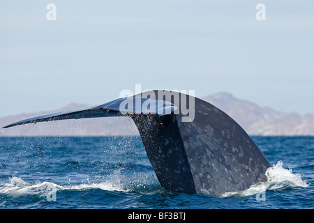 Blue Whale (Balaenoptera musculus), fluking. Stock Photo