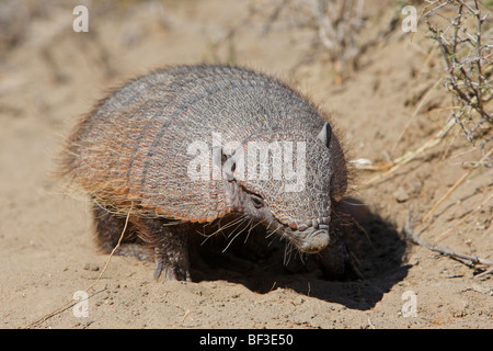 Larger Hairy Armadillo (Chaetophractus villosus), walking. Stock Photo