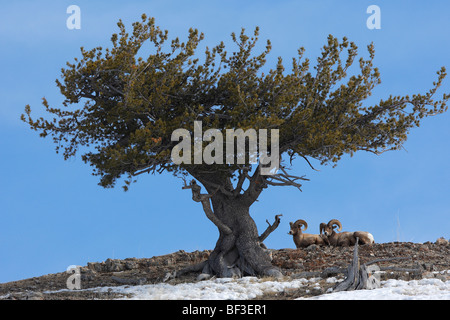 Bighorn Sheep, American Bighorn, Mountain Sheep (Ovis canadensis). Two rams lying under a conifer, Yellowstone National Park. Stock Photo