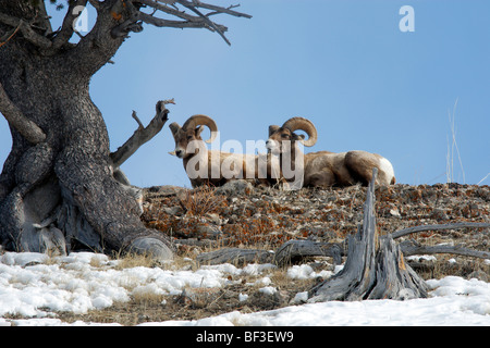 Bighorn Sheep, American Bighorn, Mountain Sheep (Ovis canadensis). Two rams lying under a conifer, Yellowstone National Park. Stock Photo