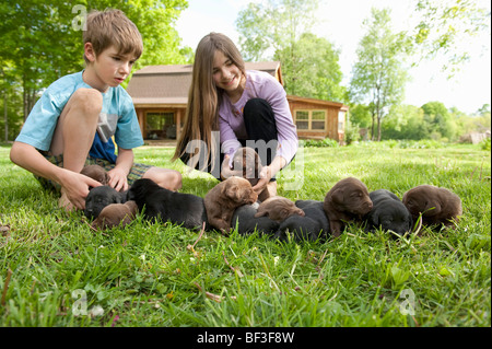 Children playing with puppies Stock Photo