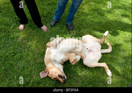 Dog rolling over on his back Stock Photo