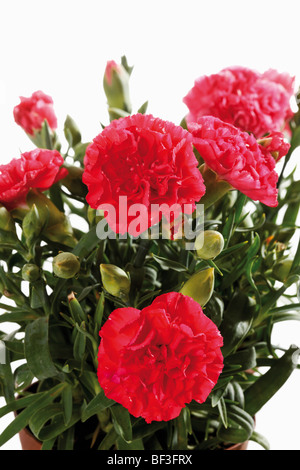 Red carnations Stock Photo