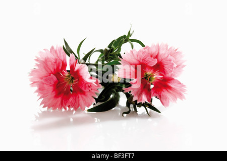 China Pinks (Dianthus chinensis) Stock Photo