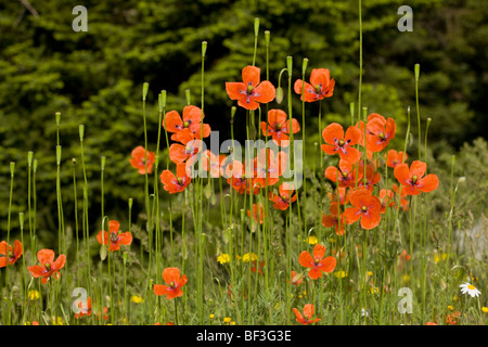 Long-headed poppies Papaver dubium, in flower and fruit; Greece. Stock Photo
