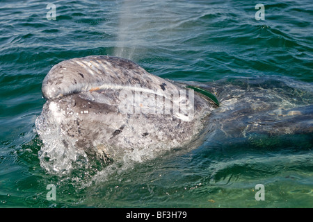 Gray Whale, Grey Whale (Eschrichtius robustus, Eschrichtius gibbosus) looking out from the sea while exhaling. Stock Photo