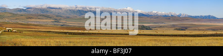 Livestock - Pasture lands and farm fields where the prairies meet the Canadian Rockies / Alberta, Canada. Stock Photo