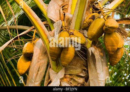 Agriculture - Mature coconuts (Cocos nucifera) on a coconut palm tree / Kona, Hawaii, USA. Stock Photo