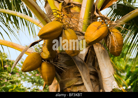 Agriculture - Mature coconuts (Cocos nucifera) on a coconut palm tree / Kona, Hawaii, USA. Stock Photo