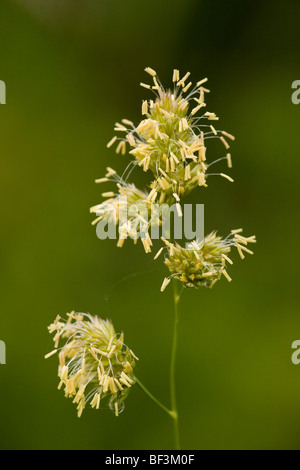 Cocksfoot grass Dactylis glomerata in flower. Stock Photo