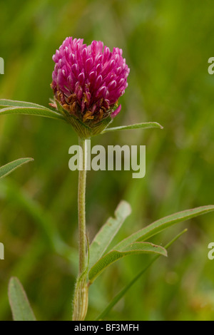 A mountain clover Trifolium alpestre Stock Photo