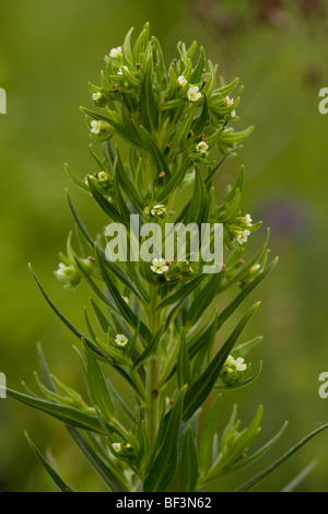 Common Gromwell Lithospermum officinale in flower. Stock Photo