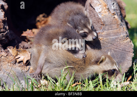 Raccoon (Procyon lotor). Female with two youngsters in a hollow tree. Stock Photo