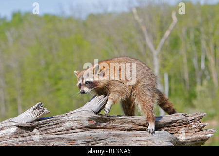 Raccoon (Procyon lotor) walking on a log. Stock Photo