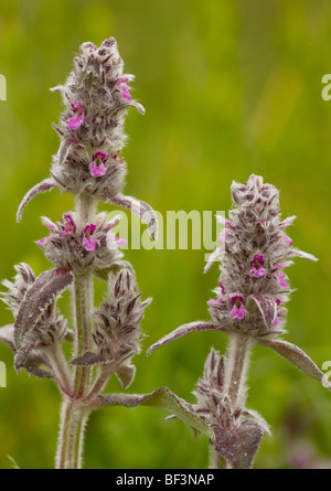 Downy Woundwort Stachys germanica; very rare in UK. Stock Photo