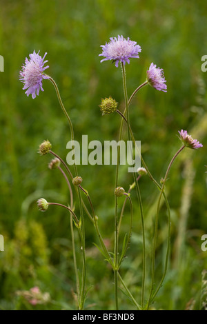 Field Scabious Knautia arvensis in flower in limestone grassland Stock Photo