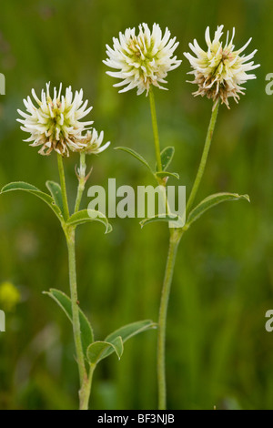 Mountain Clover Trifolium montanum Stock Photo