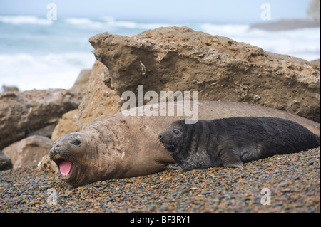 Southern elephant seal, female with newborn pup, Valdes Peninsula, Patagonia Argentina. Stock Photo