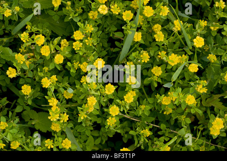 Hop Trefoil Trifolium campestre in flower Stock Photo