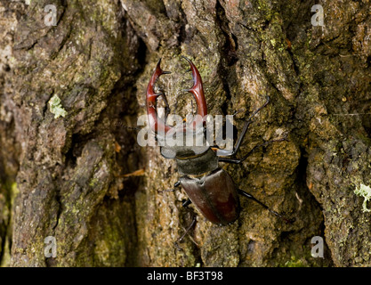 Male Stag Beetle Lucanus cervus on oak bark, Breite. Stock Photo